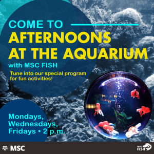 Afternoons at the Aquarium flyer